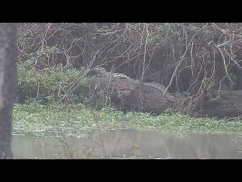 Djuma: Water Monitor Lizards resting on log in corner of dam - 07:42 - 10/07/21