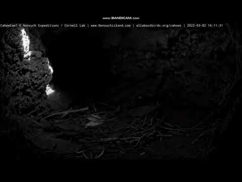 Endangered Bermuda Petrels, Cahow Cam Burrow 1 - 02 March 2022