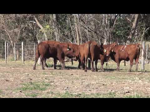 Lote VAQUILLONAS SANTA GERTRUDIS PURAS POR CRUZA "LA LUCILA"