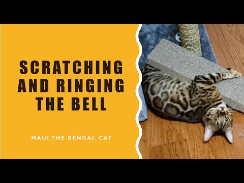 My Bengal Cat Took the Scratching Post Apart and Rang the Bell!
