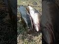 Fishing Hunting Snake Head Fish Fish Fishing Amazing Fishing Fishing Shots Fish Viral Video