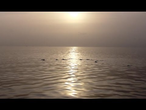Dolphins at sunset near Vilamendhoo island. Maldives. 
