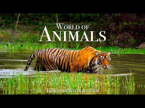 Animal World 4K - Scenic Wildlife Film With Calming Music