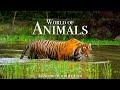Animal World 4K - Scenic Wildlife Film With Calming Music