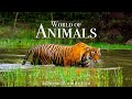 Animal World 4K Scenic Wildlife Film With Calming Music