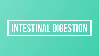 Intestinal Digestion