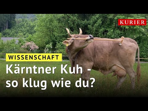 A Carinthian cow scratches itself, baffling researchers.