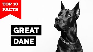 Great Dane - Top 10 Facts
