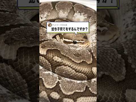 ヘビを遠ざけるにはどうすればいいですか？爬虫類から身を守るための 100% 天然のヒント  庭園