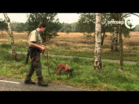 Nieuws 13.00 uur 19 februari 2013