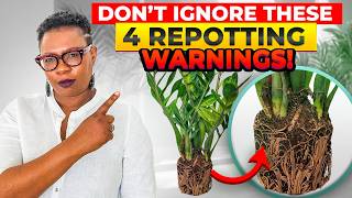 4 Signs Your Semi Hydroponics Plant Needs a Bigger Pot