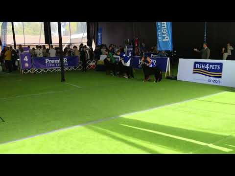 ⭐Max⭐ Boyero de Berna - Bernese Mountain Dog.