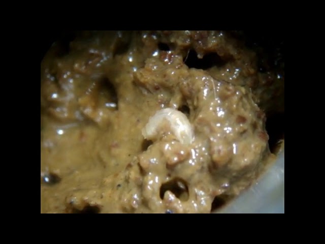 Vídeo relacionado con UGF Comida para aves silvestres durante todo el año 800g, alimento para aves silvestres con semillas de girasol, larvas de mosca soldado y pellets con gusanos de la harina, ingredientes para la alimen