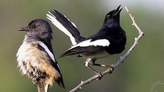 Download lagu MP3 Suara burung Kacer yang paling sering dipakai para pemikat burung. mp3