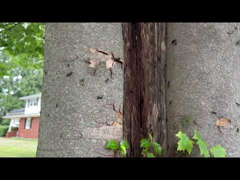 Carpenter Ants Pouring Out from Gap in a Tree in Princeton, NJ