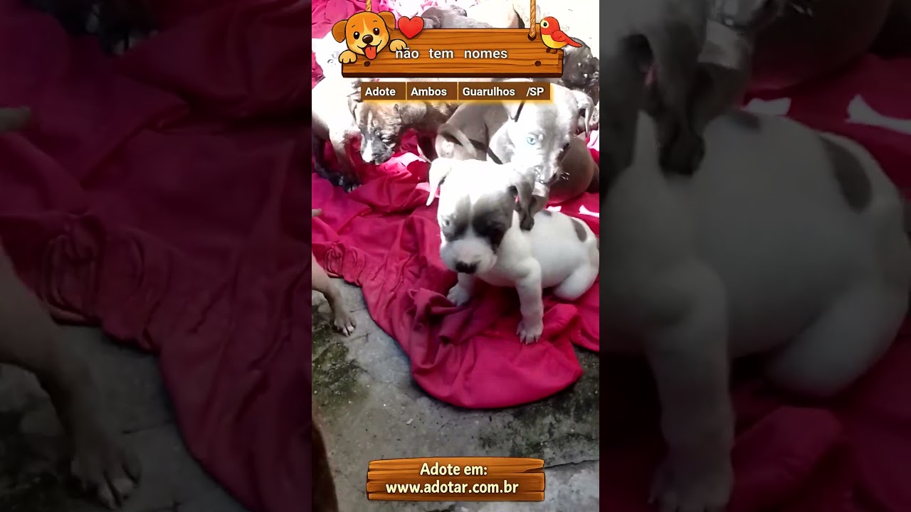 Cachorro raça Pit-Bull idade 2 a 6 meses nome não tem nomes