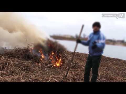 Biegnący z widłami...