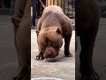 American Bulldog American Pitbull