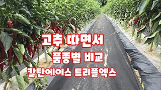 고추 따기 칼탄에이스 트리플엑스 품종별 비교 고추 따면서 괴산청결고추 괴산고추 풀뿌리농장 [고추재배방법]