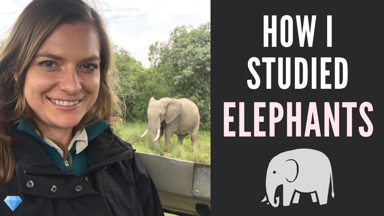 How Do You Become an Elephant Researcher?