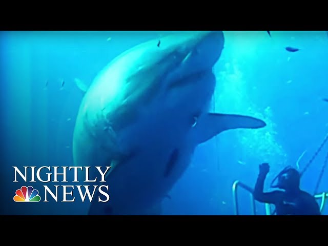 Say Hello to Deep Blue: ‘The Biggest Shark Ever Filmed’ | NBC Nightly News