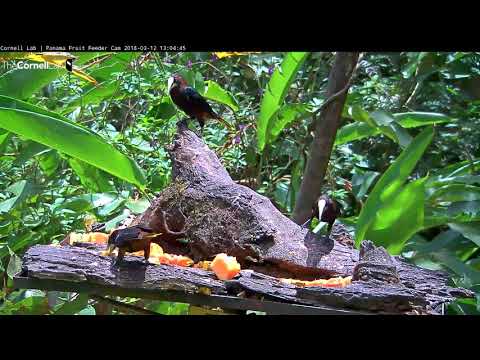 Group Of Chestnut-headed Oropendolas Forage Together In Panama – Mar 12, 2018