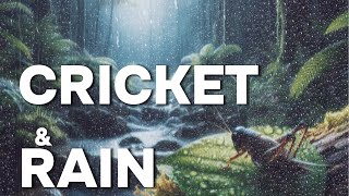 Cricket's Song in the Midnight Shower