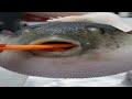 1 Hour Of Silence Occasionally Broken By Pufferfish Eating Carrot Meme