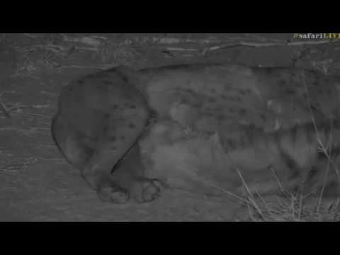 June 05, 2017- As night engulfs Djuma we are at the Hyena Den with Ale