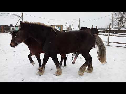 ЛОШАДИ#ЖЕРЕБЕЦ#СЛУЧКА
