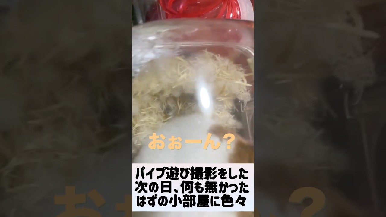 【何も無かったはずの小部屋が日に日に進化した】 #ゴールデンハムスター #ハムスター #ゴルハム #hamster #ペット #小動物 #癒し #動物