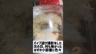 【何も無かったはずの小部屋が日に日に進化した】 #ゴールデンハムスター #ハムスター #ゴルハム #hamster #ペット #小動物 #癒し #動物