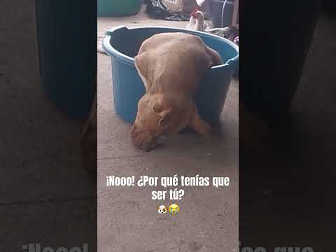 Cuando no pueden verte dormido 🐶😭 #viral #funny #dog #perros