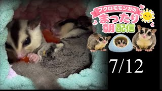 フクロモモンガのまったり朝配信🐿政治界隈の日常に小さな癒やしをお届け中 #フクロモモンガ