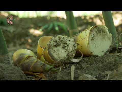 炙手可熱的臺南EP7.隆慈竹 (Hot Tainan EP7.Longci Bamboo)