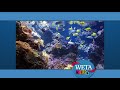 WETA Kids ID Underwater 1998 2006 Recreation