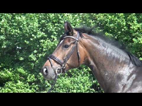 breeding mare by Fürst Romancier x Sir Donnerhall