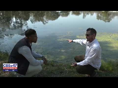 Nuisance Nutria: The invasive rodent you can eat | Action News Jax