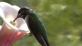 Hummingbird Video