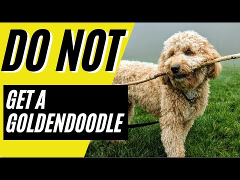 YouTube video about: Are mini goldendoodles good apartment dogs?