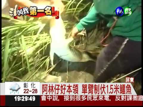 鱷魚最怕他! 單手捕獲逾60隻