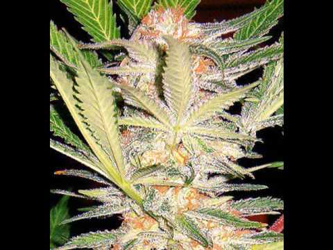 CJ Hilton ft Nas - So Fresh