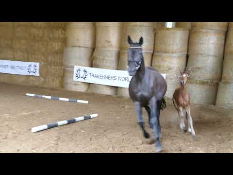 Räubergipfel von Mount Etna xx - Finley M - Stradivari geb. 19.05.2020
