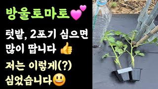방울토마토????  텃밭, 2포기 심으면 많이 땁니다 ????  저는 이렇게(?) 심었습니다 ????