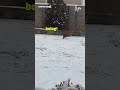Adorable Dog Bounces Around in Snow