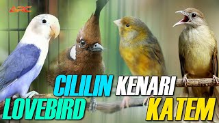 Download lagu KOMPILASI MASTERAN CILILIN - KENARI - KATEM - LOVEBIRD mp3 Download lagu KOMPILASI MASTERAN CILILIN - KENARI - KATEM - LOVEBIRD mp3