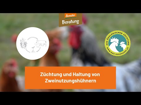 , title : 'Zweinutzungshühner - alles was Du wissen musst!'