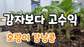 감자보다 고수익이 있다   땡땅땅 강남콩