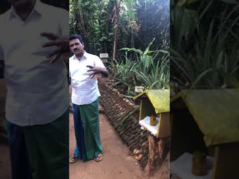 download lagu mp3 mp4 Red Pineapple Sri Lanka, download lagu Red Pineapple Sri Lanka gratis, unduh video klip Red Pineapple Sri Lanka