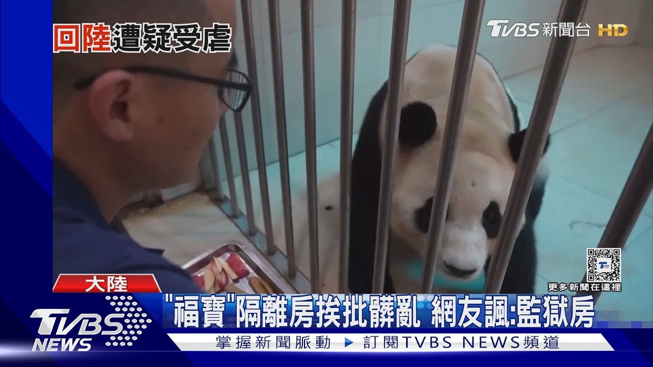 貓熊「福寶」返陸隔離遭偷拍 萬人質疑被虐